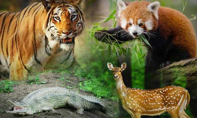 Indira Gandhi Zoological Park